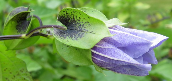 fichier122_nicandra_physaloides.jpg